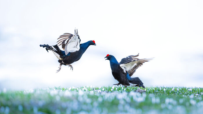 Two black grouse displaying in a grassy field showcasing nature’s beauty in GDT 2024 photography winners.