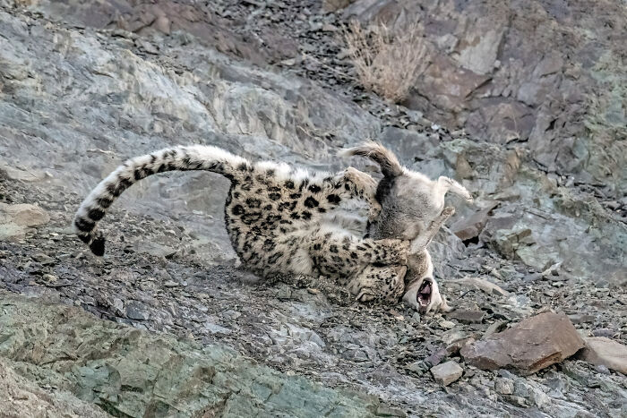 Snow leopard cub playfully wrestling a wild mountain goat on rocky terrain in stunning nature photography GDT 2024 winners.