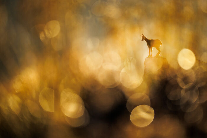 A mountain goat standing on a rock bathed in golden light capturing nature’s beauty in GDT 2024 photography winners.