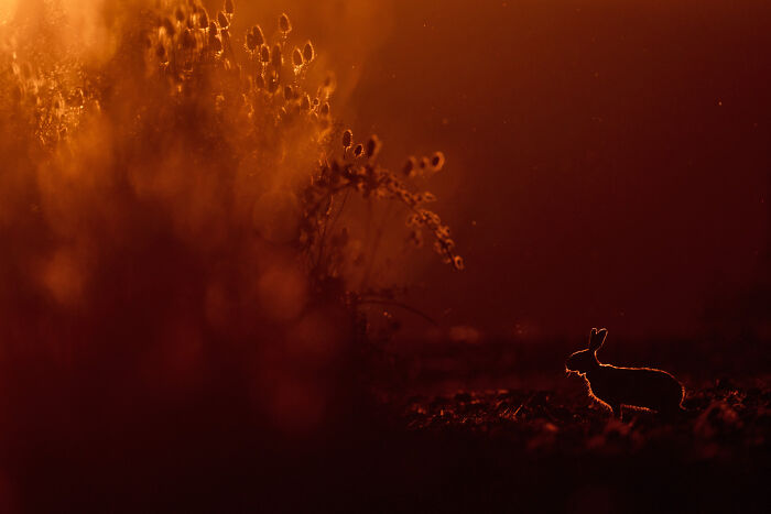 Silhouette of a small rabbit in warm orange light showcasing nature’s beauty in GDT 2024 photography winners.
