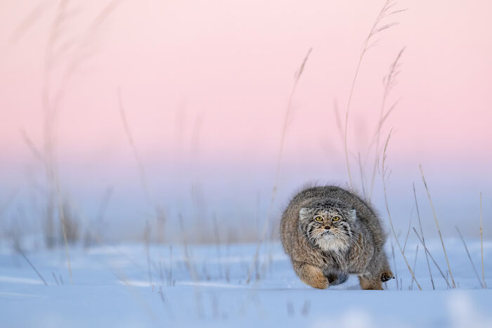 Pallas's cat prowling through snowy grass at dawn, showcasing nature’s beauty in GDT 2024 photography winners.