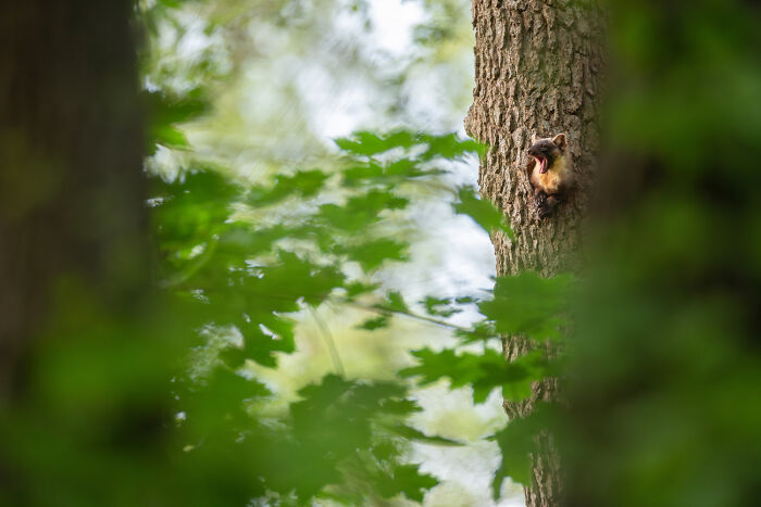 Squirrel peeking out of a tree trunk in a lush green forest, capturing nature’s beauty in GDT 2024 photography winners.