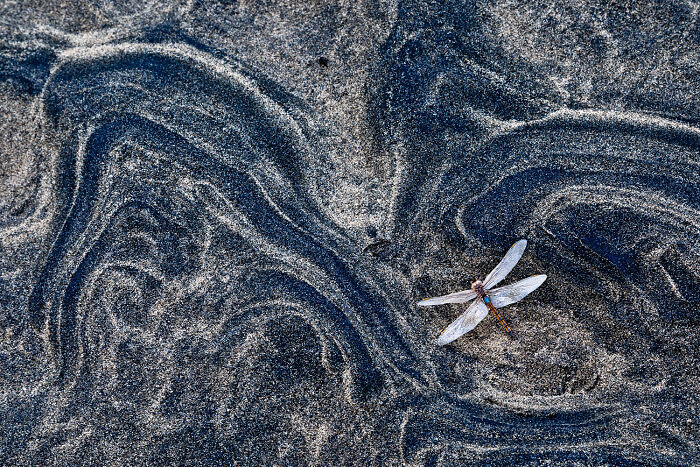 Dragonfly resting on dark sand with swirling patterns, showcasing nature's beauty in GDT 2024 photography winners.