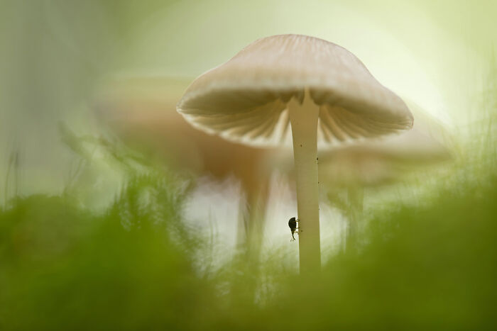 Close-up of mushrooms with an insect climbing the stem, showcasing nature’s beauty in GDT 2024 photography winners.