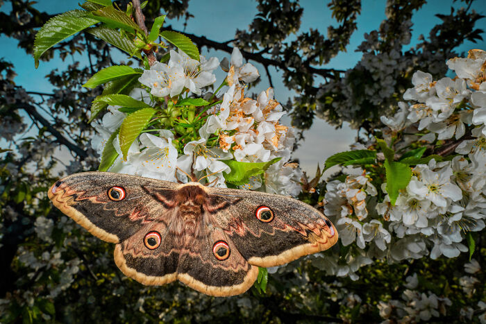 Close-up of a moth resting on white blossoms showcasing nature’s beauty in the GDT 2024 photography winners’ collection.