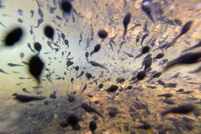 Underwater close-up of numerous tadpoles swimming in a natural habitat, showcasing nature’s beauty in GDT 2024 photography.
