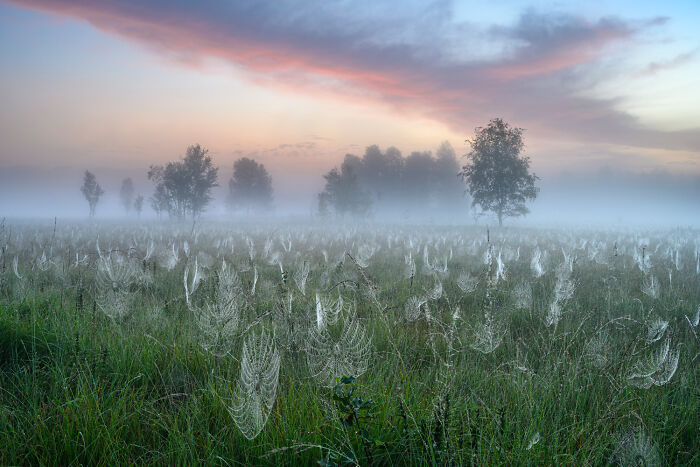 Mist-covered field with dewy spider webs and distant trees at sunrise, showcasing nature’s beauty in GDT 2024 photography.