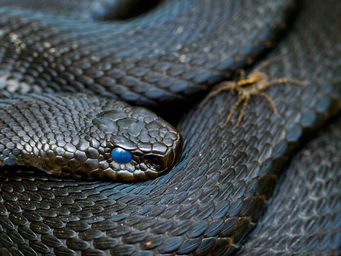 Close-up of a snake with dark scales and blue eye, showcasing nature’s beauty in GDT 2024 photography winners.