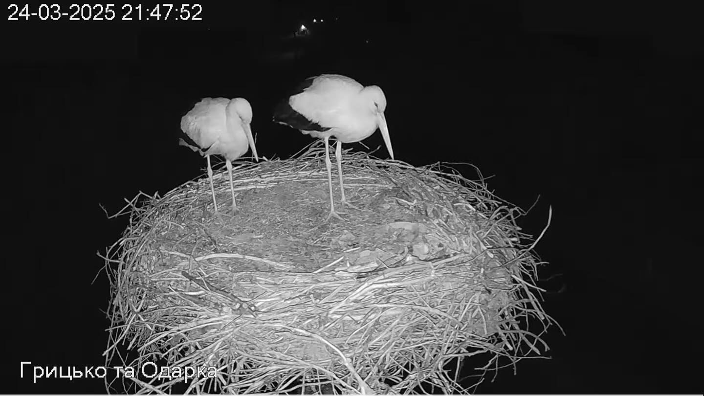 Internet Falls In Love With Ukrainian Storks Caught In A Relationship Scandal Internet Falls In Love With Ukrainian Storks Caught In A Relationship Scandal