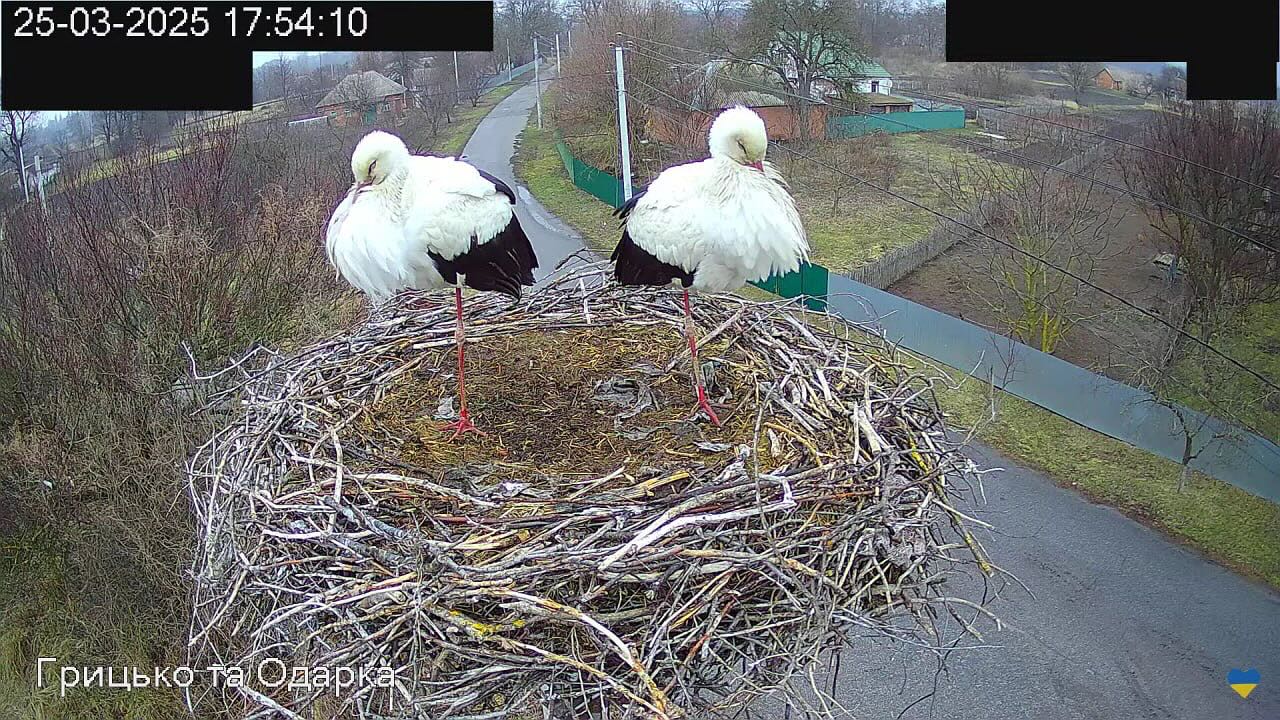 Internet Falls In Love With Ukrainian Storks Caught In A Relationship Scandal Internet Falls In Love With Ukrainian Storks Caught In A Relationship Scandal