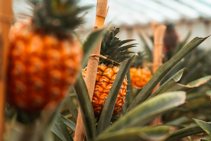 Close-up of ripe pineapples growing in a greenhouse, showcasing unexpected beliefs that smart people still stand behind.
