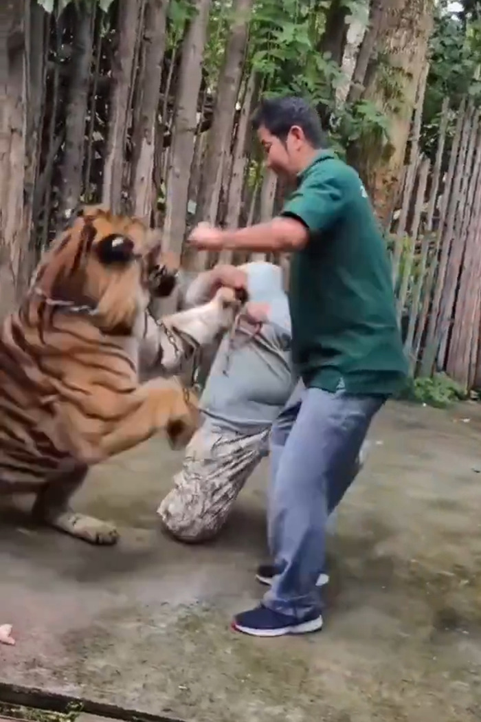 Man attacked by tiger while trying to take a selfie, showing a dangerous close encounter with a wild animal in captivity. Man attacked by tiger while trying to take a selfie, showing a dangerous close encounter with a wild animal in captivity.
