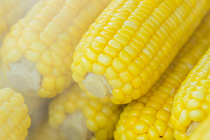Close-up of fresh yellow corn on the cob, representing vegan food choices related to parents forcing teen son to be vegan. Close-up of fresh yellow corn on the cob, representing vegan food choices related to parents forcing teen son to be vegan.