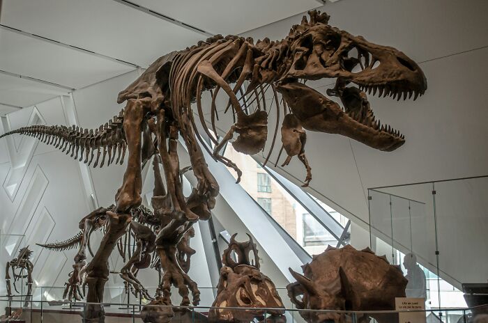 Dinosaur skeletons displayed in a museum exhibit illustrating mind-boggling beliefs some smart people still stand behind.