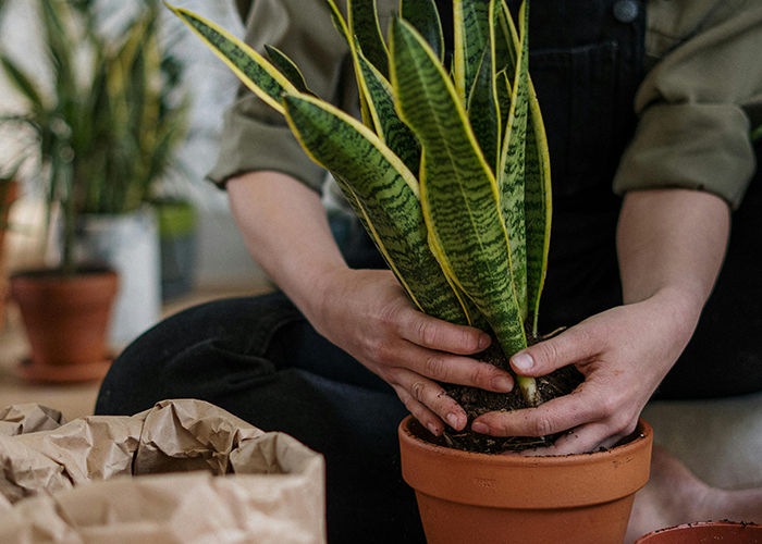 Person repotting a snake plant indoors, illustrating a story about an entitled neighbor and WiFi distracting her plants. Person repotting a snake plant indoors, illustrating a story about an entitled neighbor and WiFi distracting her plants.