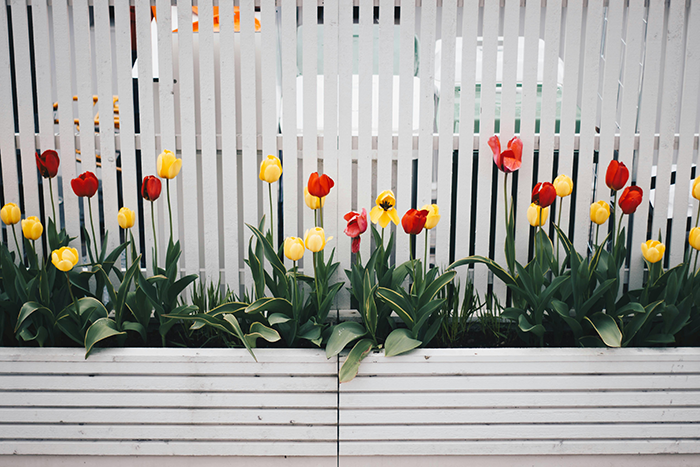 Colorful red and yellow tulips blooming in front of a white garden fence, symbolizing a fence still standing strong.