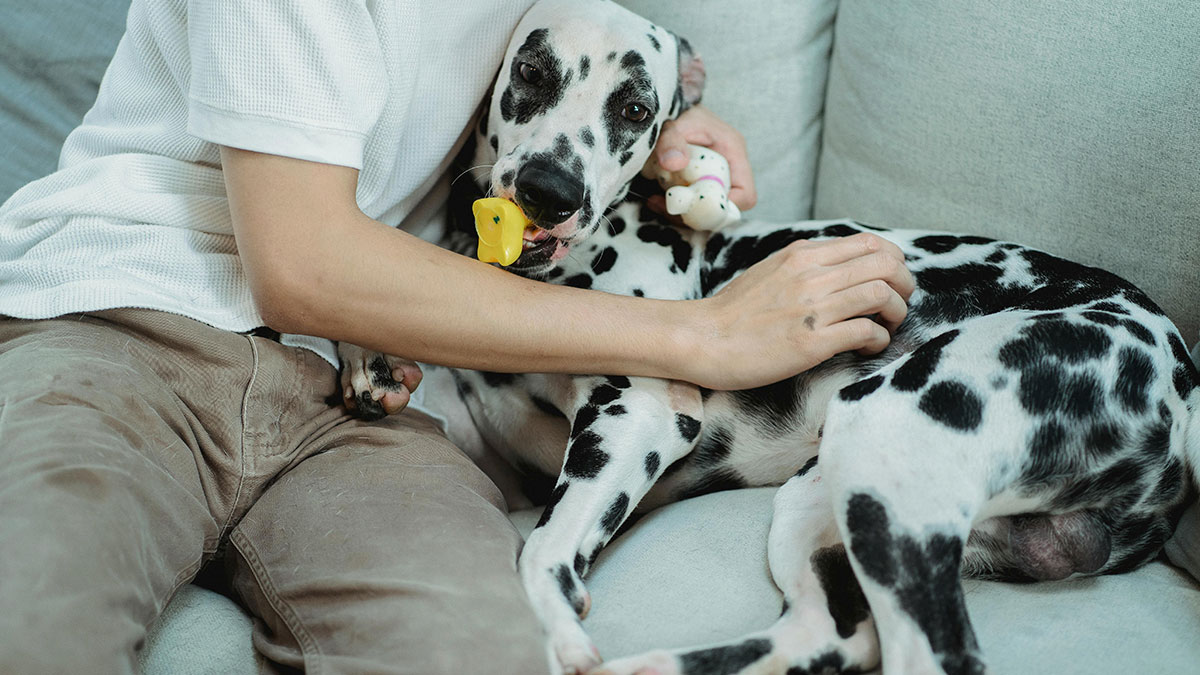 Person enjoying low-key pleasures by cuddling a Dalmatian dog on a couch, showing simple happiness and comfort.