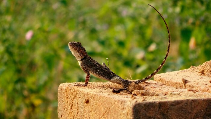 Lizard with long tail perched on a brick wall, illustrating weird or disturbing finds by tech guys fixing computers.