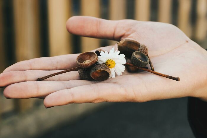 Close-up of a hand holding acorn caps and a small daisy, reflecting tech guys finding weird or disturbing things.