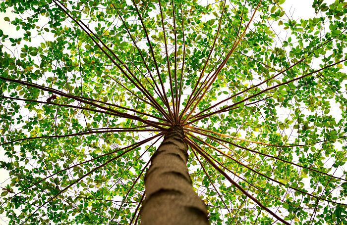 View looking up at a tree canopy with green leaves and radiating branches in bright natural light.