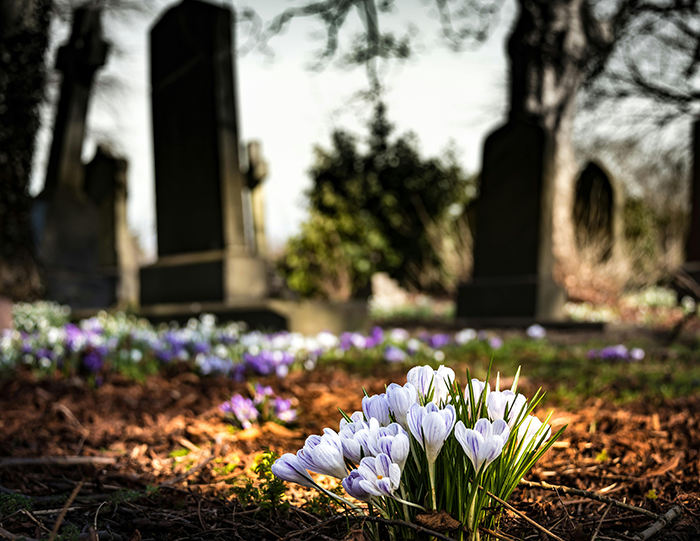 Cluster of white and purple flowers blooming at a graveyard symbolizing grandbaby seen as a sign from late wife. Cluster of white and purple flowers blooming at a graveyard symbolizing grandbaby seen as a sign from late wife.