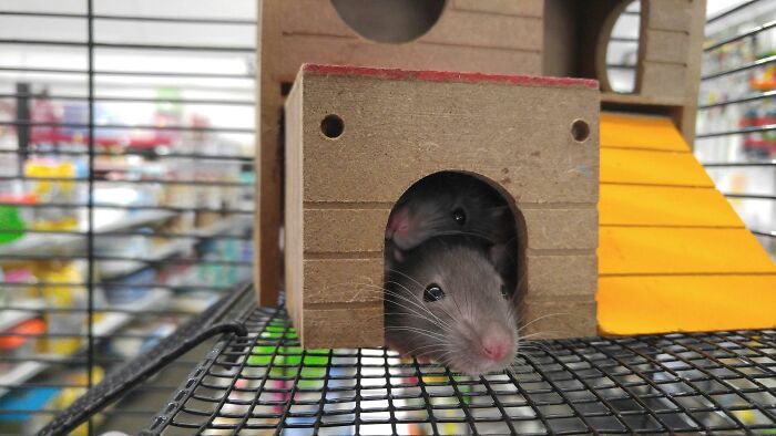 Two curious rats peeking from a small wooden house inside a cage, illustrating weird or disturbing tech repair finds.