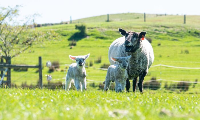 Sheep and lambs standing on green grass in a sunny field illustrating national stereotypes humorously.