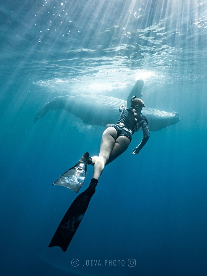 Underwater photographer swimming toward a whale in the ocean, capturing the magic of the ocean's beauty.