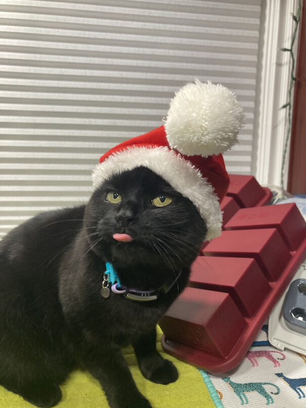santa_kohl_blep-68285483ac6e8.jpg