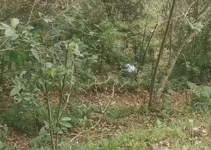 UFO found in dense forest with ominous writing about origin of birth as scientists respond to the discovery. UFO found in dense forest with ominous writing about origin of birth as scientists respond to the discovery.