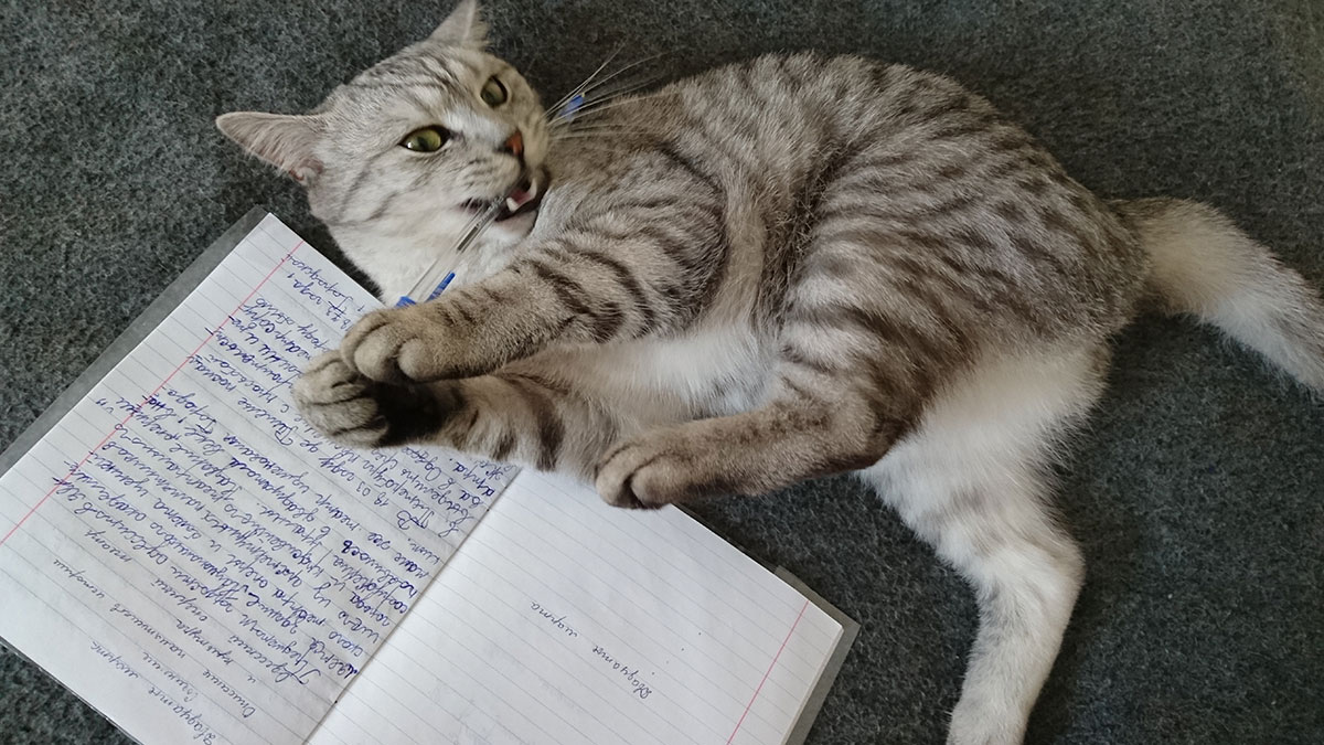 Gray tabby cat playing with a pen on handwritten notes, illustrating a small decision that unexpectedly changed life.