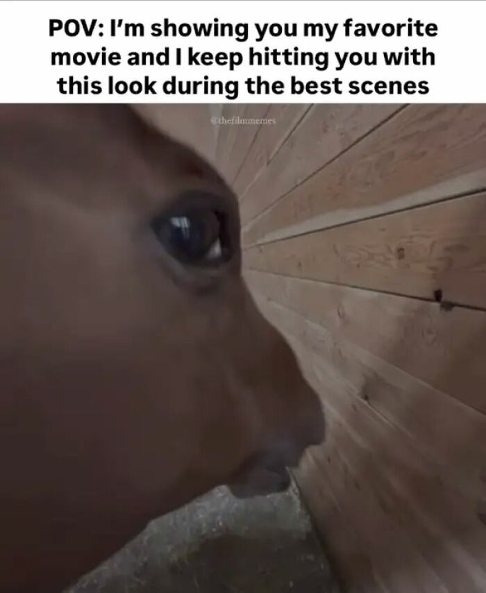 Close-up of a horse looking at a wooden wall, illustrating relatable memes about the human experience and emotions.