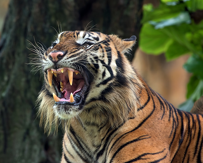 Tiger showing sharp teeth with mouth open in a forest setting, illustrating man brutally attacked by tiger incident. Tiger showing sharp teeth with mouth open in a forest setting, illustrating man brutally attacked by tiger incident.