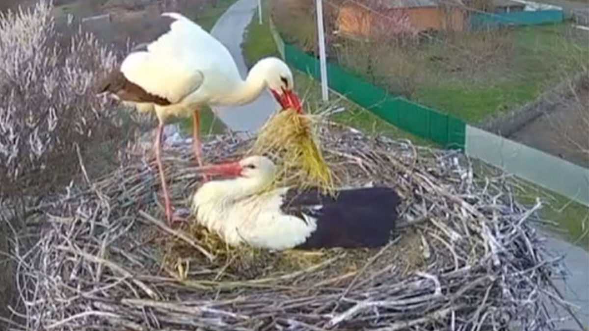 Two storks in a large nest, one standing and arranging nesting material, representing Ukrainian Kardashians drama.