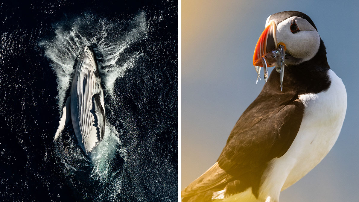 Aerial view of a whale swimming underwater with splashing water during a breathtaking whale encounter.