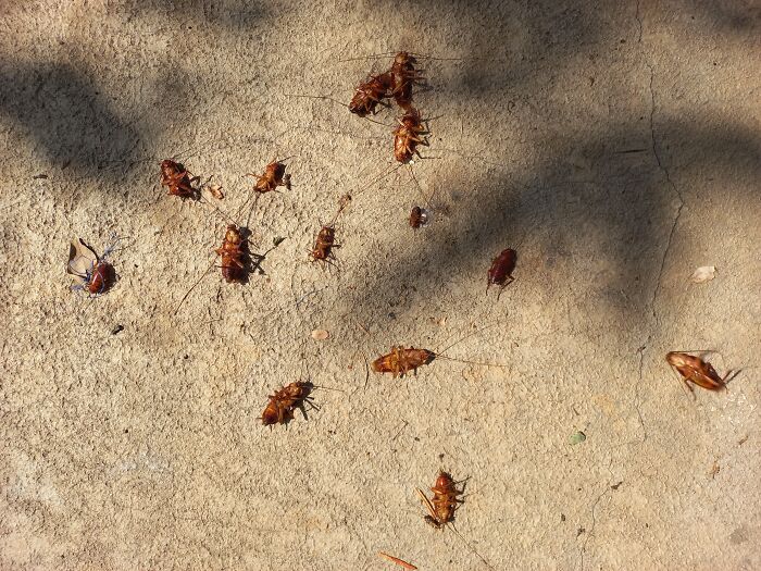 Several cockroaches scattered on a concrete floor representing unhealthy human things in an outdoor setting.