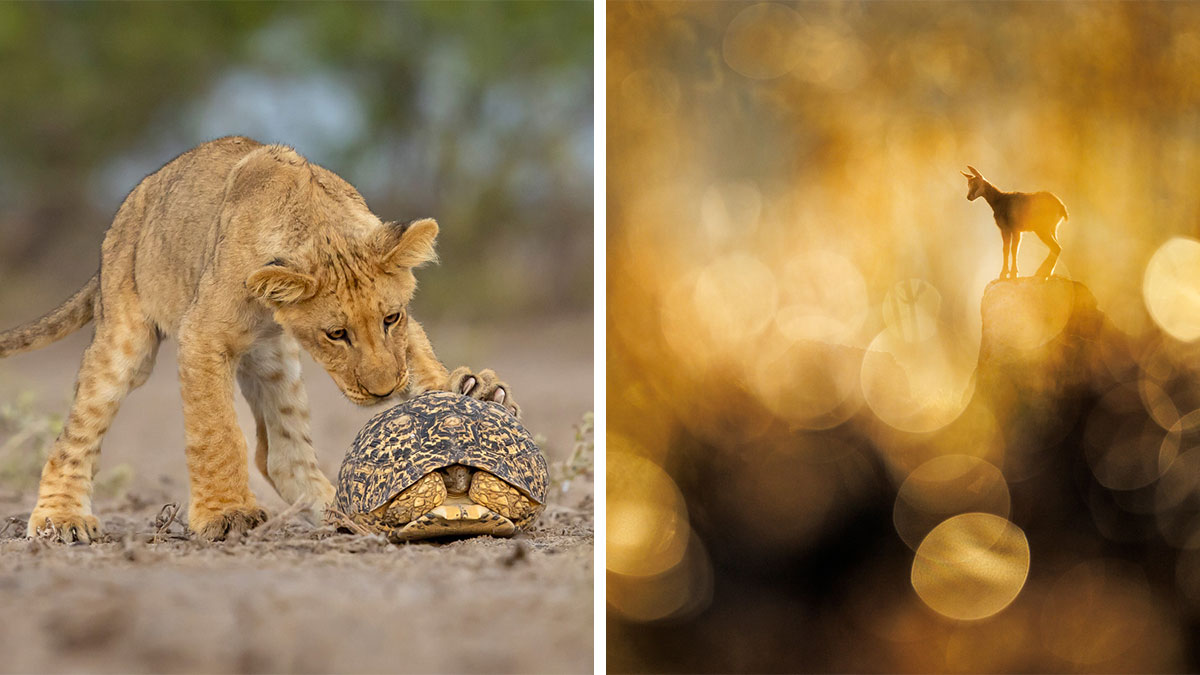 Young lion cub curiously touching a turtle and a mountain goat silhouetted against golden bokeh nature photography winners.