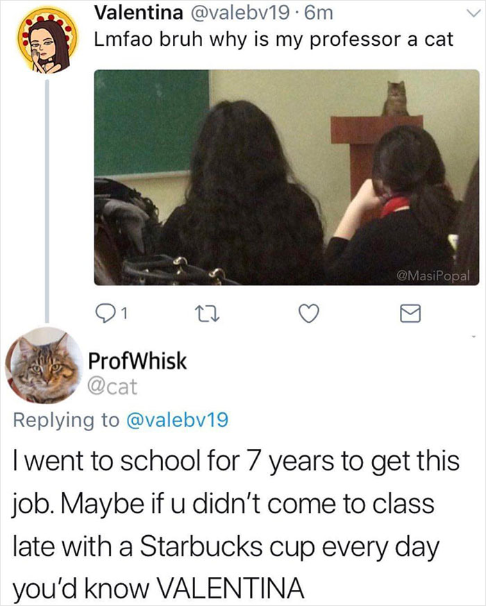 Screenshot of a funny tweet showing a cat as a professor, illustrating people becoming main characters in hilarious ways.