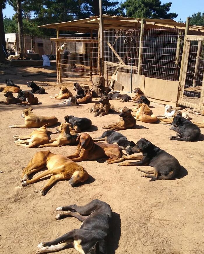 Large group of homeless dogs resting peacefully in an outdoor sanctuary beside fenced enclosures on a sunny day Large group of homeless dogs resting peacefully in an outdoor sanctuary beside fenced enclosures on a sunny day