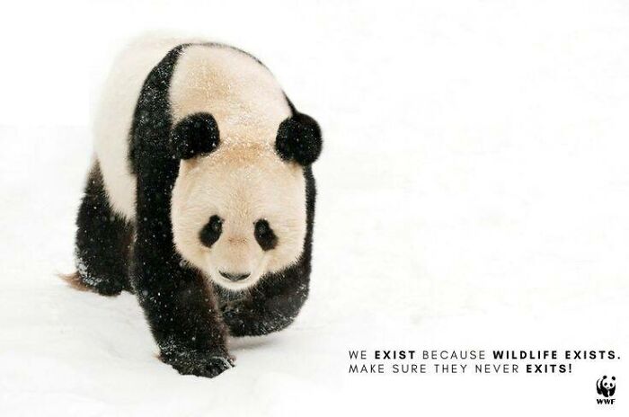 Giant panda walking in the snow with a powerful WWF wildlife conservation message promoting animal protection.