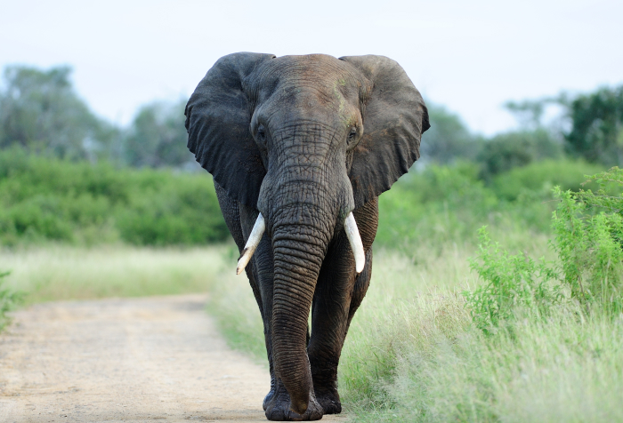 Elephant walking on a dirt path surrounded by grass and shrubs, showcasing one of the animals that start with E. Elephant walking on a dirt path surrounded by grass and shrubs, showcasing one of the animals that start with E.