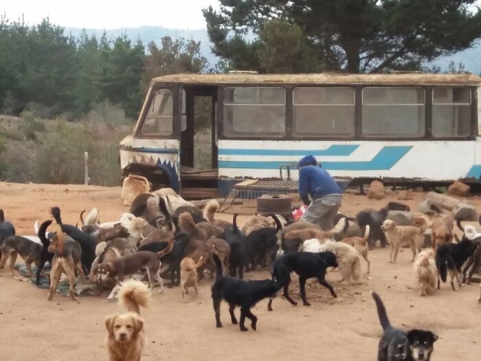 Woman feeding a large group of homeless dogs outdoors near an old bus in a dog sanctuary setting. Woman feeding a large group of homeless dogs outdoors near an old bus in a dog sanctuary setting.