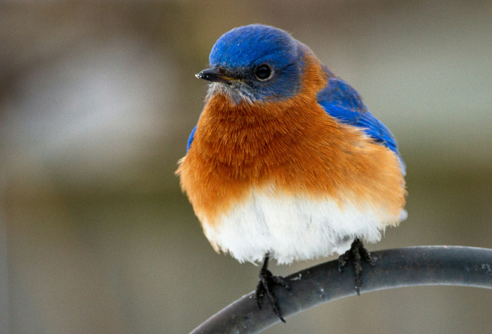 Close-up of a colorful bird perched on a metal bar, representing animals that start with E in their natural habitat. Close-up of a colorful bird perched on a metal bar, representing animals that start with E in their natural habitat.