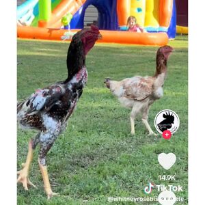 sarahlynnewilliams4 avatar