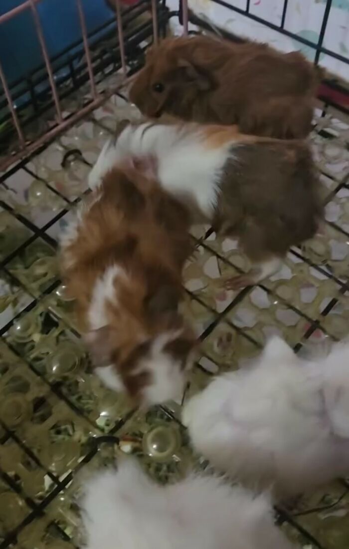 Deportation Crisis Leaves Guinea Pigs In Desperate Need Of Rescue Deportation Crisis Leaves Guinea Pigs In Desperate Need Of Rescue