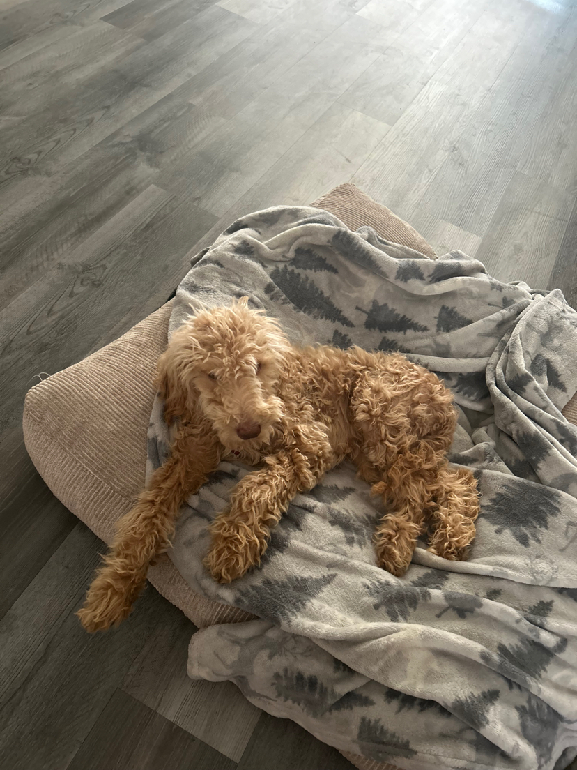 5-month-old puppy resting on a blanket with curly fur, needing leg amputation after a tragic accident.