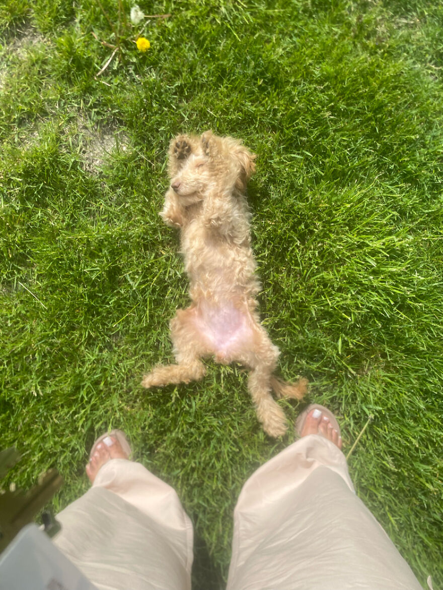 This 5-Month-Old Puppy Needs Her Leg Amputated After A Tragic Accident - Her Family Can’t Afford The Surgery, But They Refuse To Give Up On Her This 5-Month-Old Puppy Needs Her Leg Amputated After A Tragic Accident - Her Family Can’t Afford The Surgery, But They Refuse To Give Up On Her