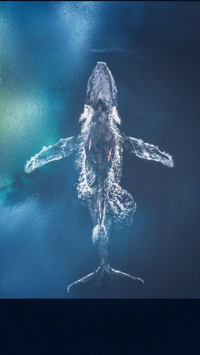 The Ocean Is A Big Whale
