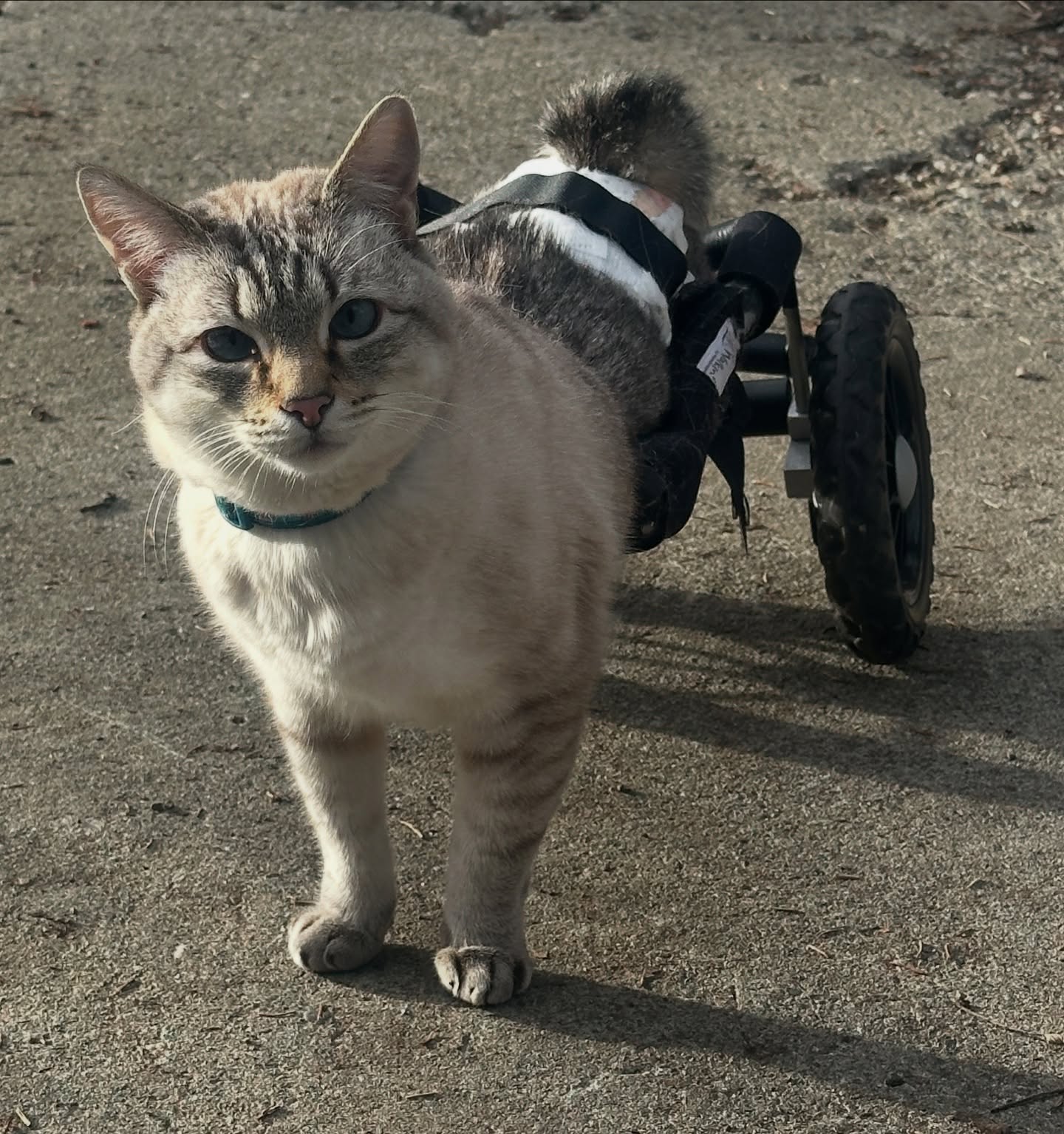 Paralyzed rescued cat with custom wheelchair attached to hind legs standing on pavement outdoors. Paralyzed rescued cat with custom wheelchair attached to hind legs standing on pavement outdoors.