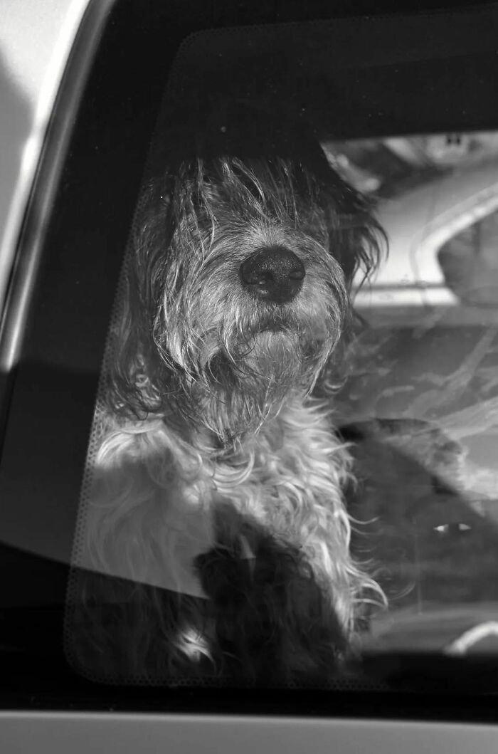 Black and white street shot of a dog looking through a car window capturing the poetry of everyday life.